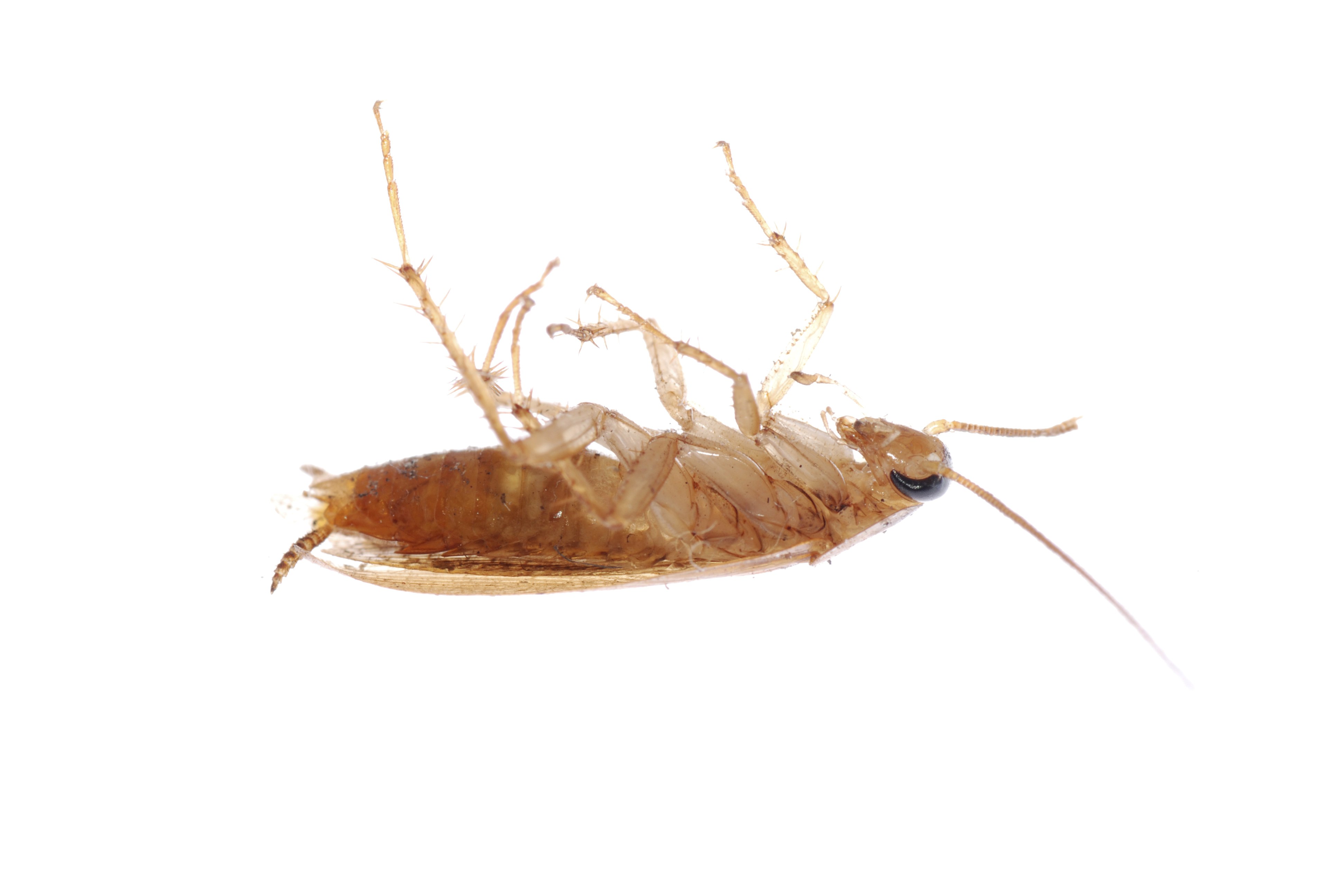 Get Rid of Roaches! | Canton Georgia Termite & Pest Control