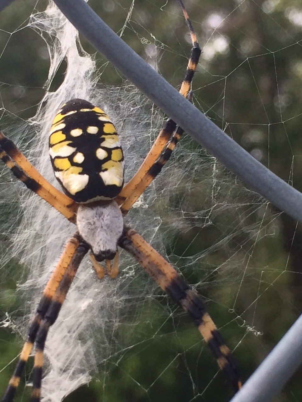 Black and Yellow Garden Spiders - Friend or Foe?