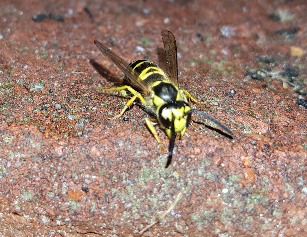 bees-wasp-and-other-flying-insects-in-georgia-canton-georgia-termite