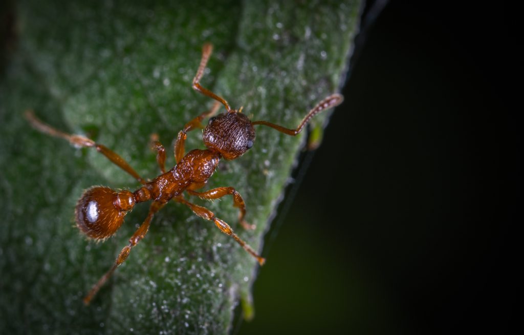 The Tiny Titans: Small Ants of North Georgia | Canton Georgia Termite ...