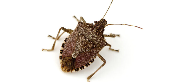 Stink Bugs in North Georgia