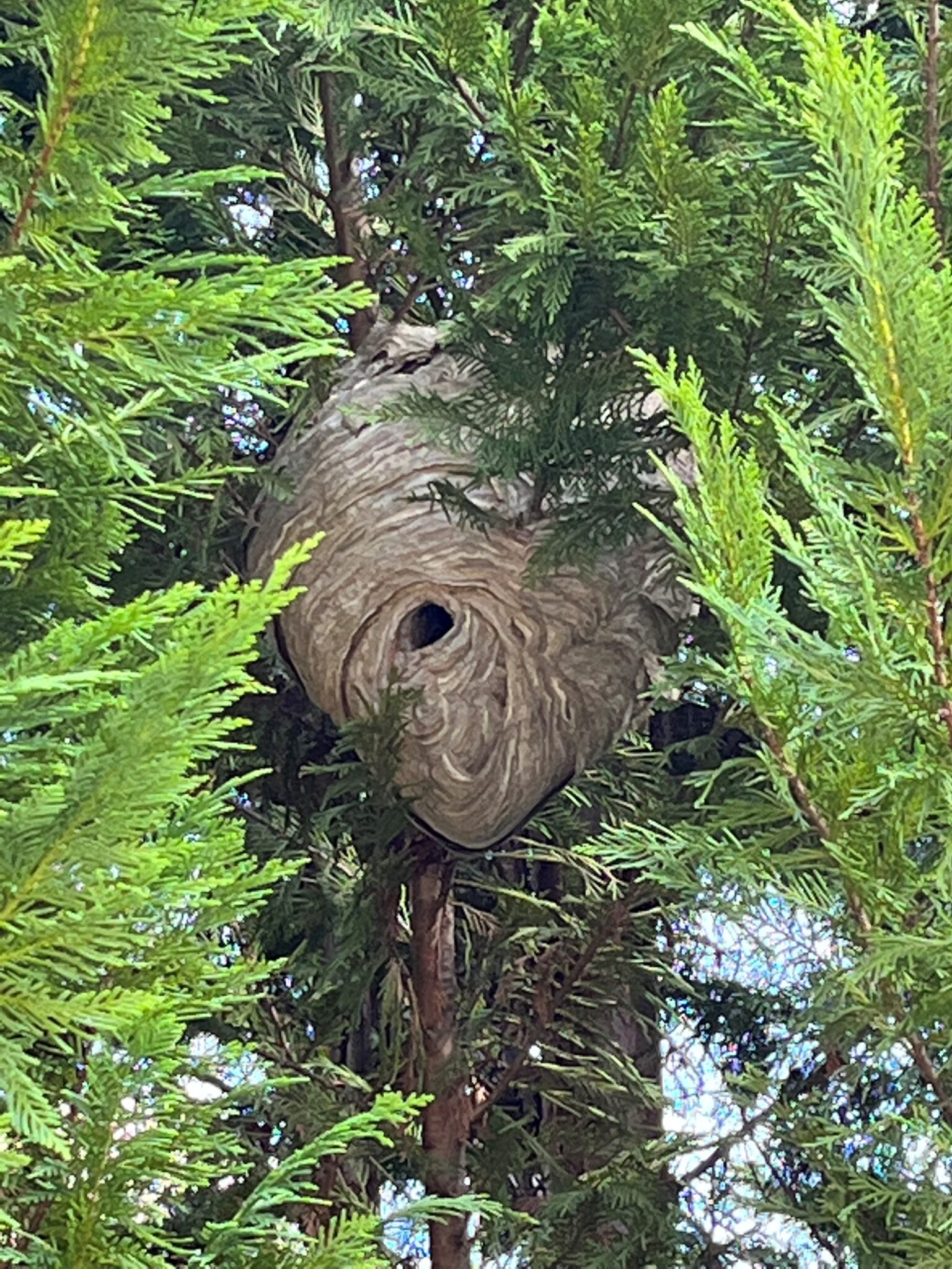 Bald Faced Hornets Canton Georgia Termite And Pest Control 2139