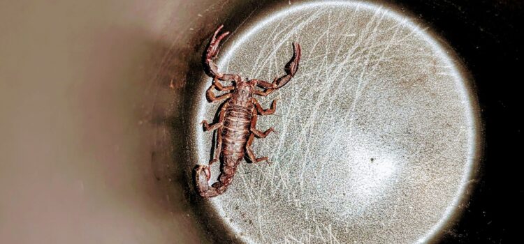 Scorpions in North Georgia: What You Need to Know