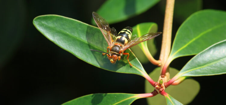 The Cicada Killers of Georgia: Nature’s Skilled Predators
