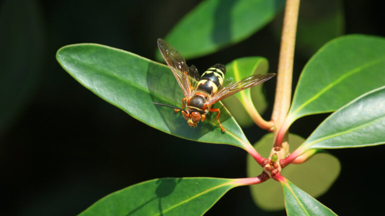 The Cicada Killers of Georgia: Nature’s Skilled Predators | Canton ...